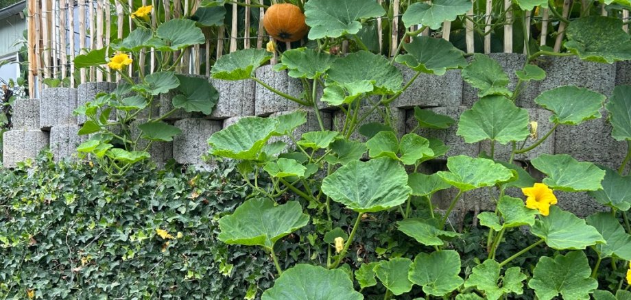 Gartenfoto 20181102_104414.jpg