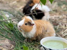 Kleinvieh macht auch Mist Kleinvieh macht auch Mist
