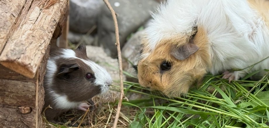 Kleinvieh macht auch Mist 20181102_104414.jpg