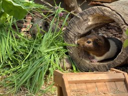 Kleinvieh macht auch Mist Kleinvieh macht auch Mist