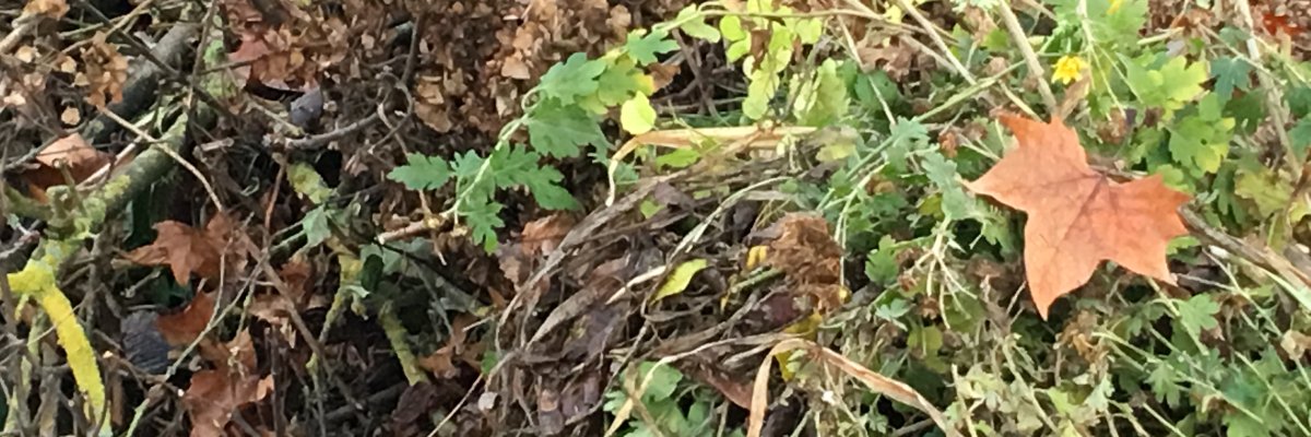 Foto 2  Selbstanlieferung Kompost.JPG